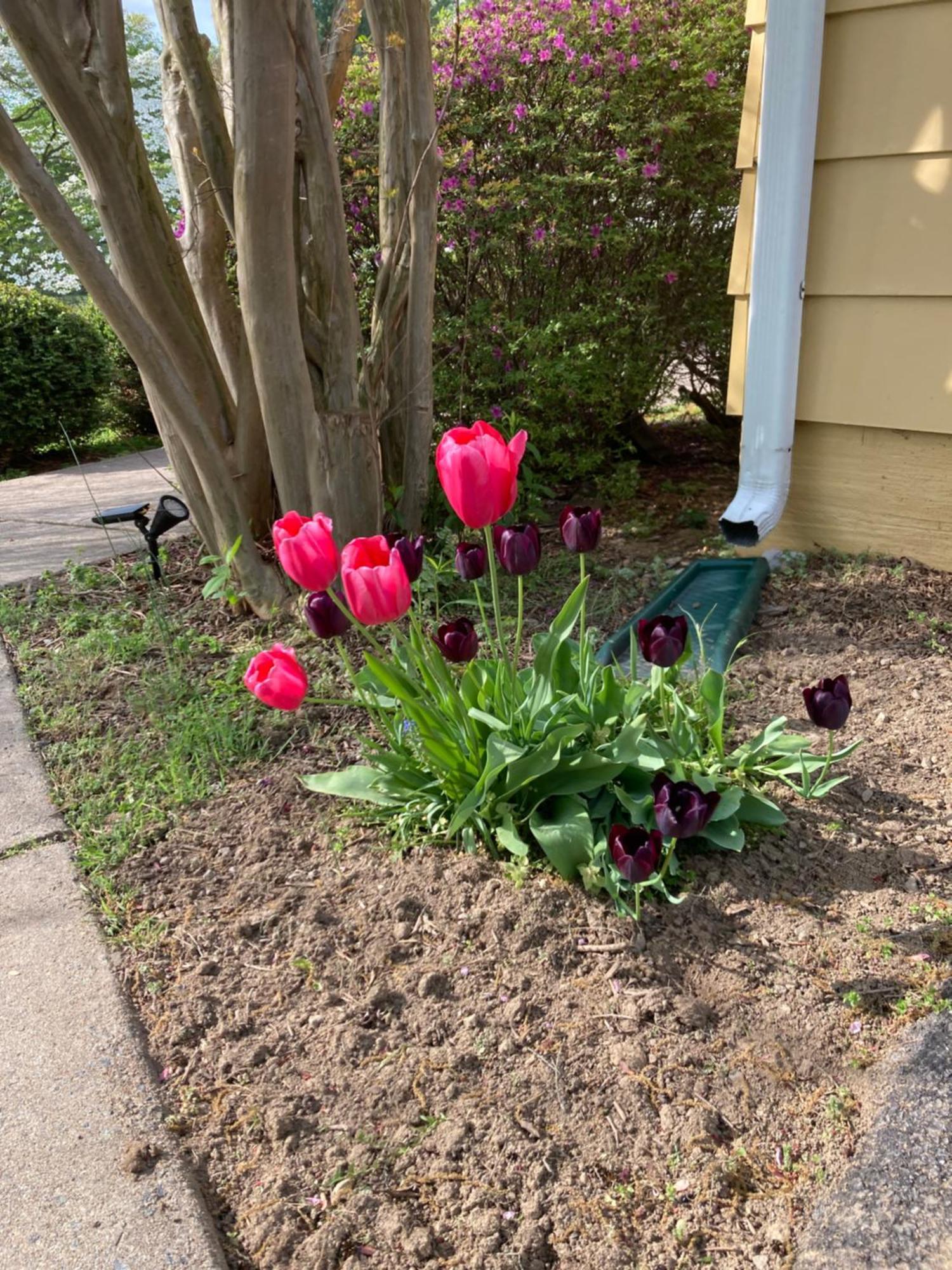 Purcellville Home Kültér fotó
